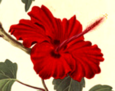 Pomba Gira hibiscus